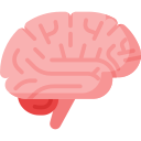 brain (1)